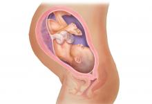 Fotografija fetusa, fotografija abdomena, ultrazvuk i video o razvoju djeteta