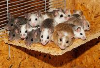 Sok egeret álmodtam álmomban