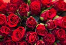 Zašto sanjate ruže: sva tumačenja sna o kraljevskom cvijetu
