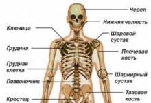 Anatomie Wiki zur menschlichen Anatomie